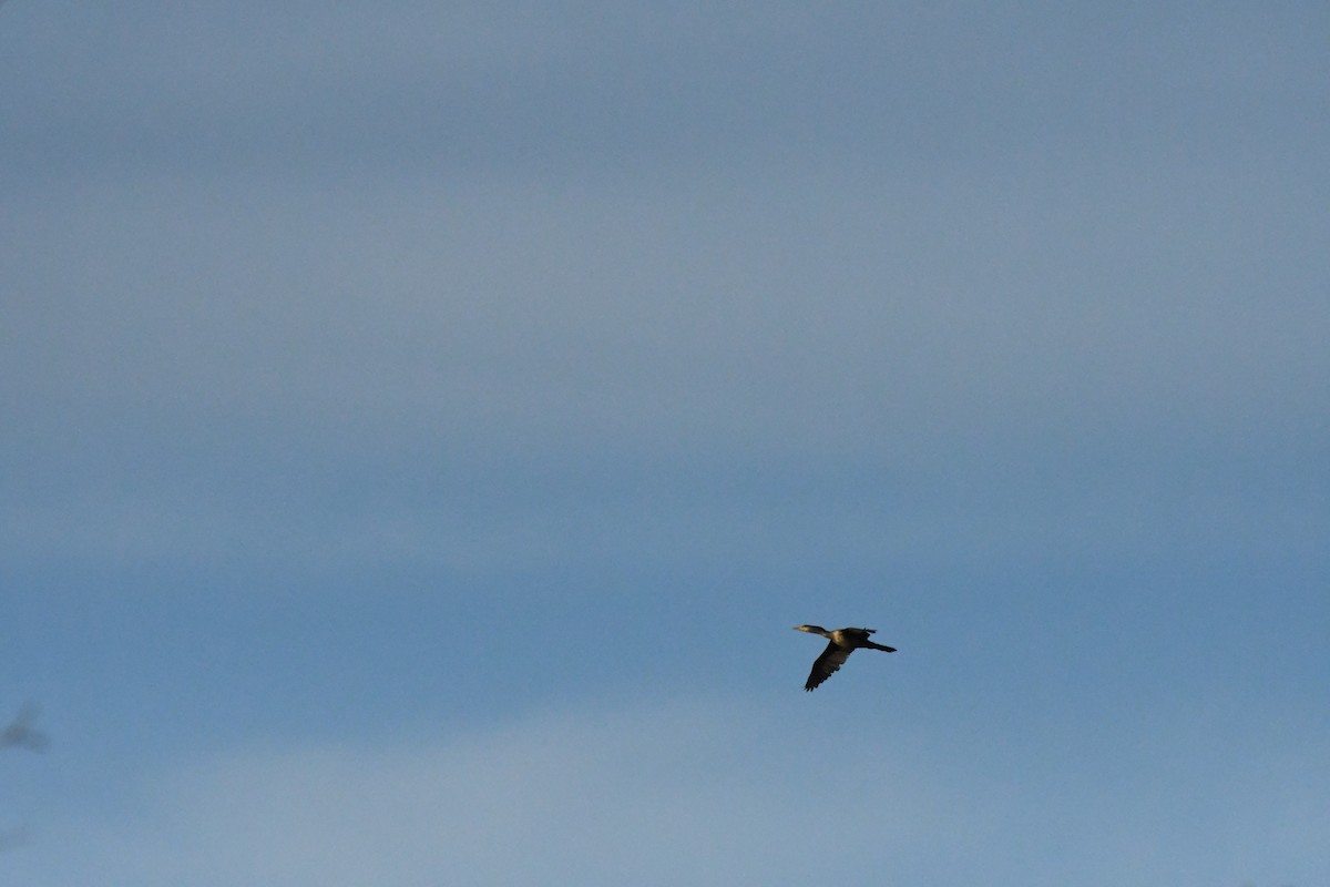 Neotropic Cormorant - Janine McCabe