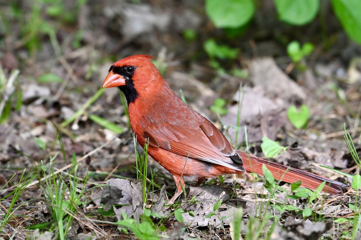 Northern Cardinal - Mike Saccone