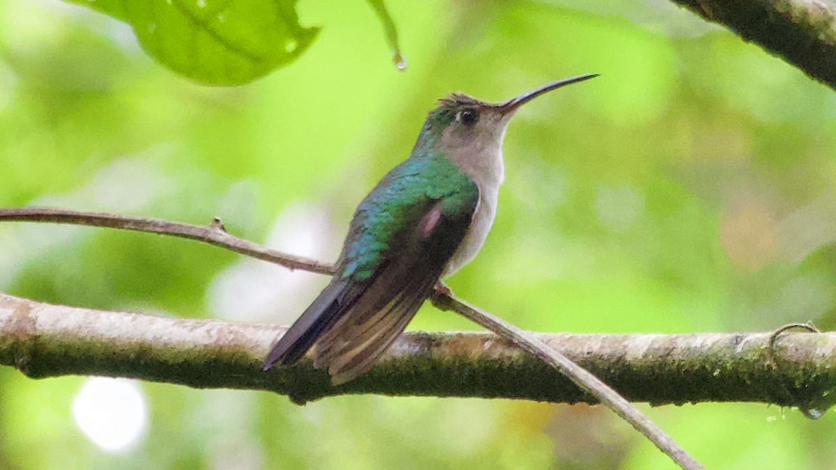 Wedge-tailed Sabrewing (Long-tailed) - Jan Ekkers