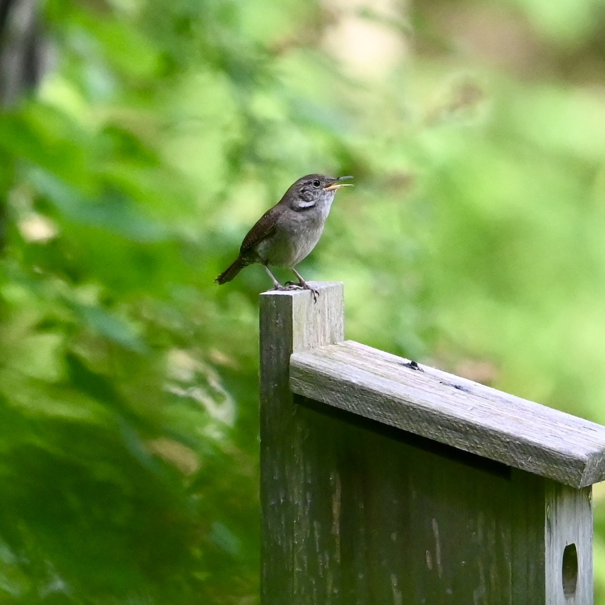 House Wren - Mike Saccone