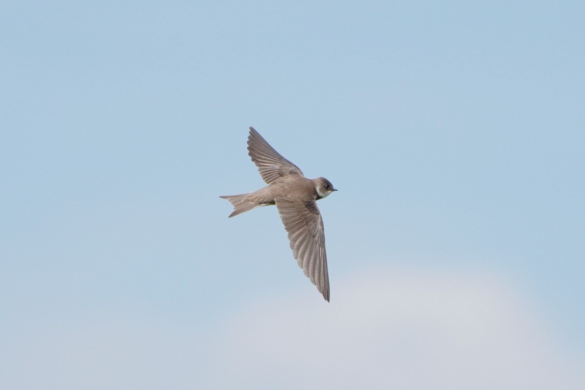 Bank Swallow - Paweł Maciszkiewicz