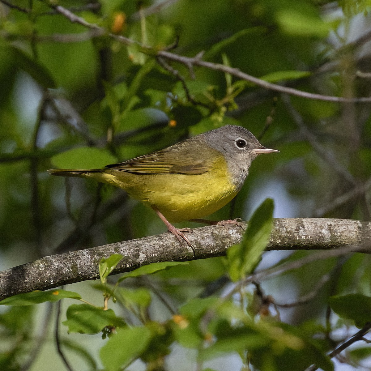 Mourning Warbler - Dan Vickers