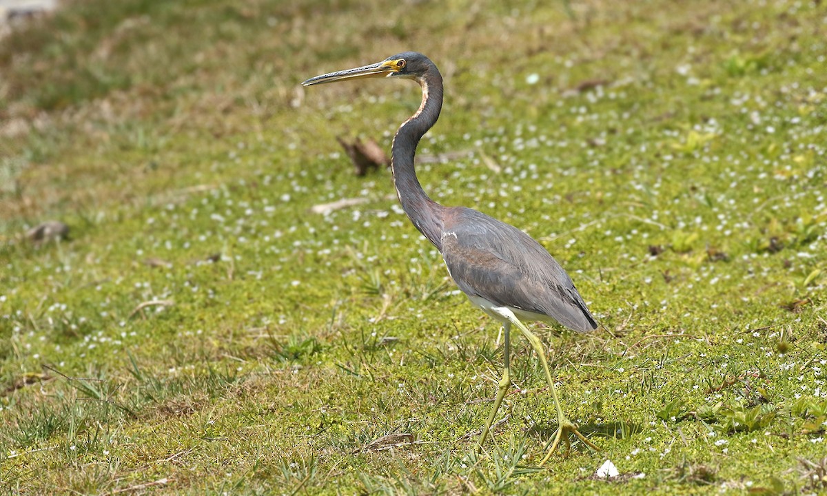 Tricolored Heron - Adrián Braidotti