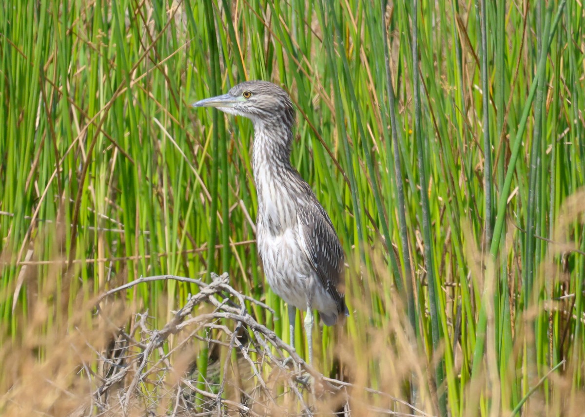 Black-crowned Night Heron - Angela Kenny