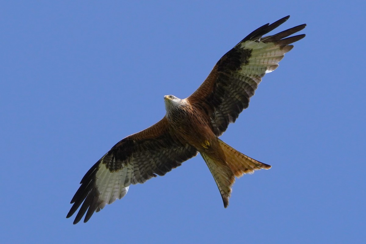 Red Kite - Paweł Maciszkiewicz