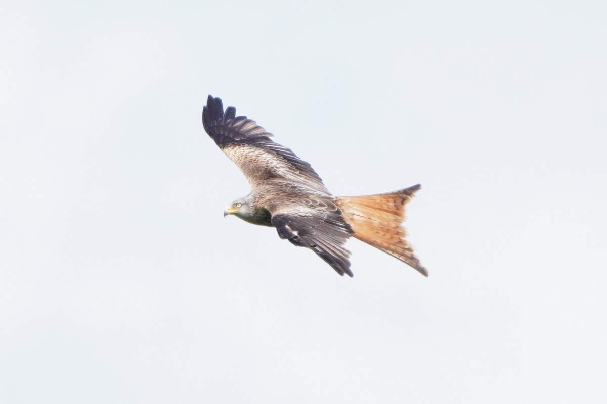 Red Kite - Paweł Maciszkiewicz