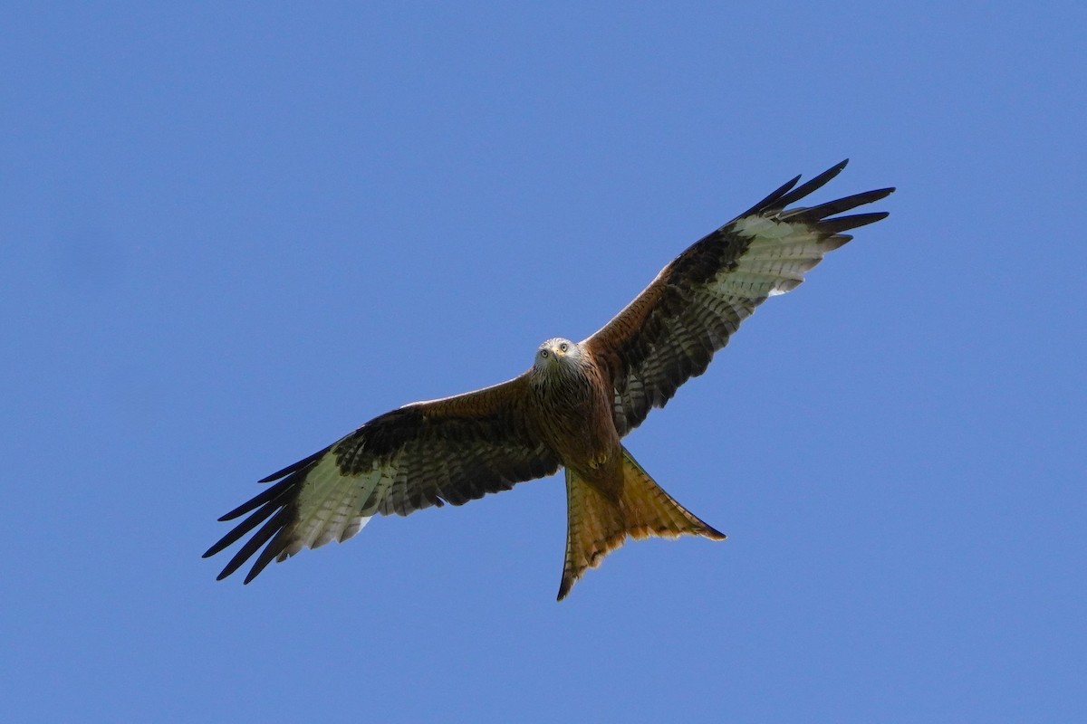 Red Kite - Paweł Maciszkiewicz