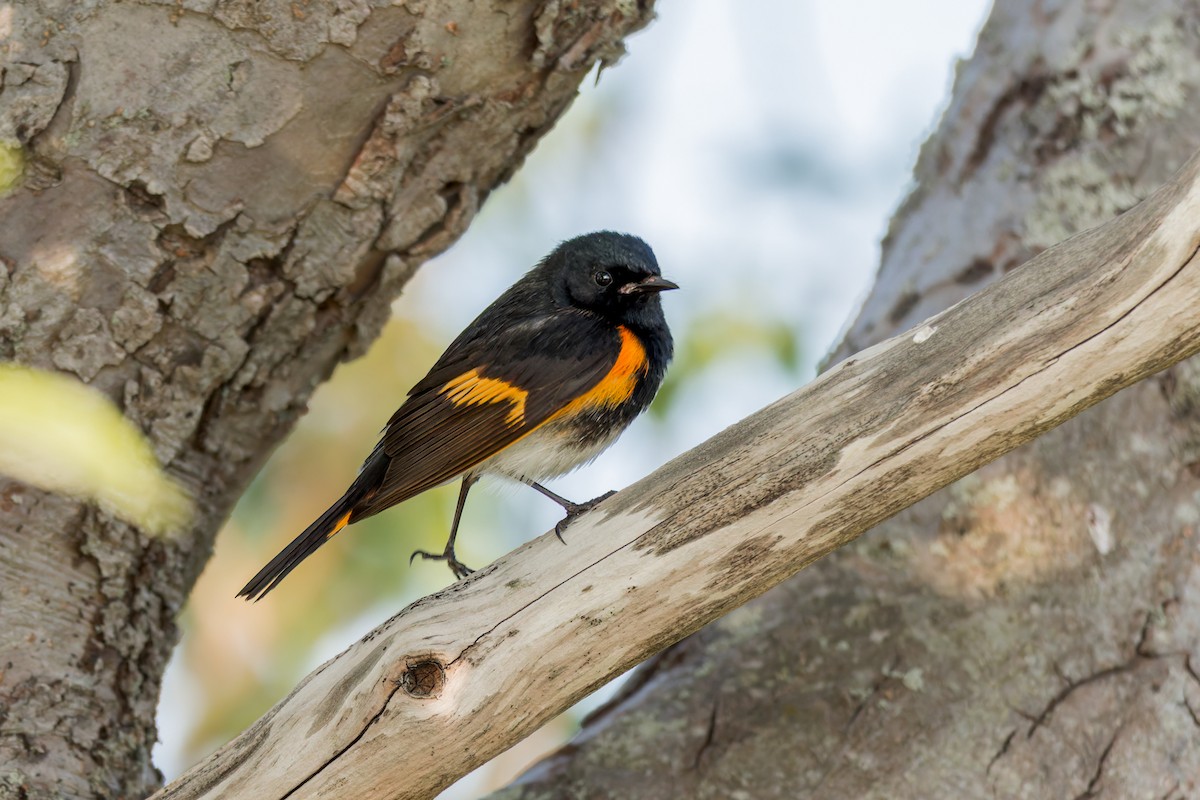 American Redstart - Ken Janes