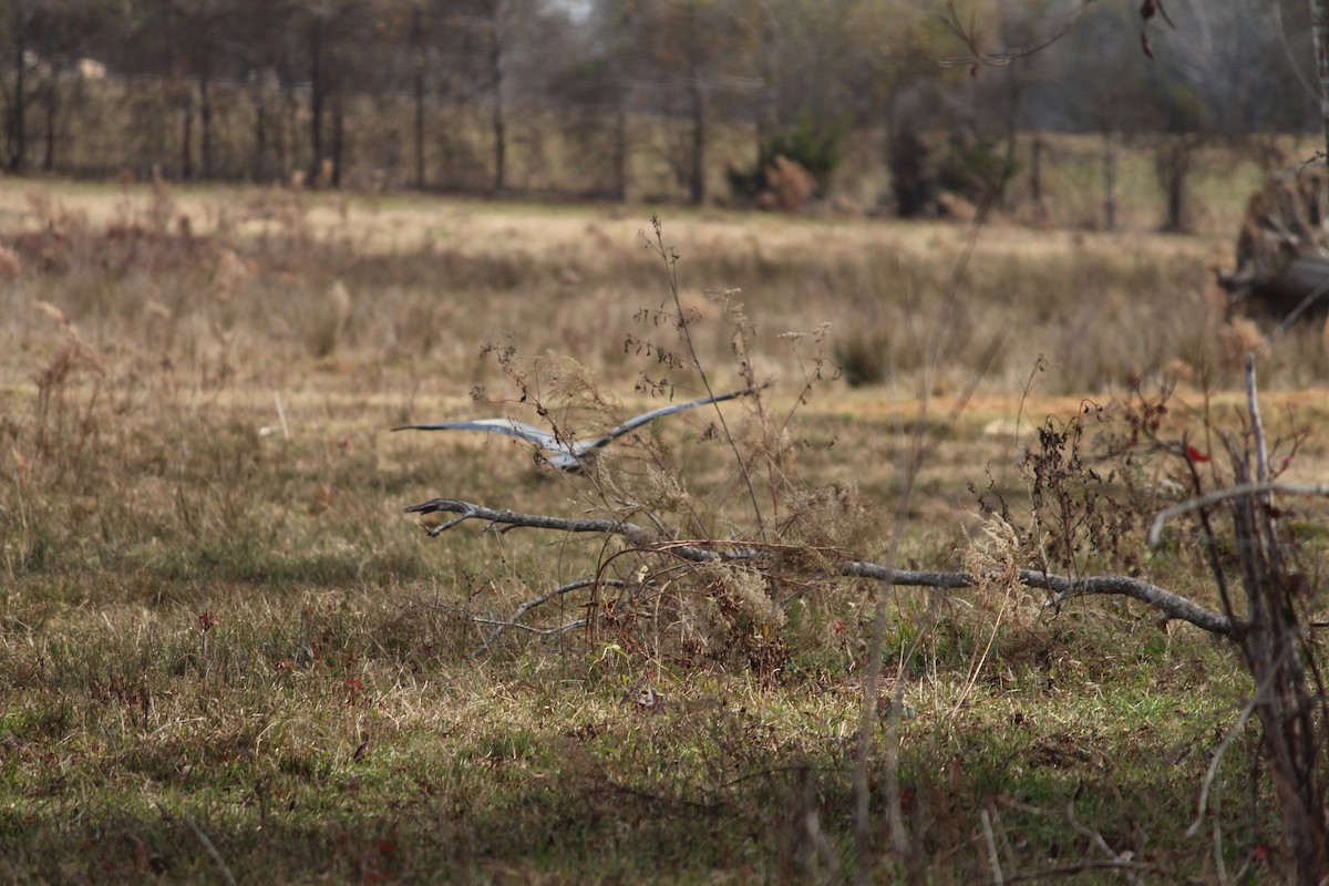 Great Blue Heron - Lori Free