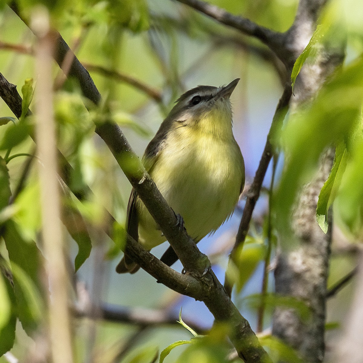 Philadelphia Vireo - Dan Vickers