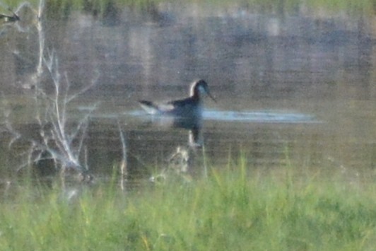 Wilson's Phalarope - Cathy Pasterczyk