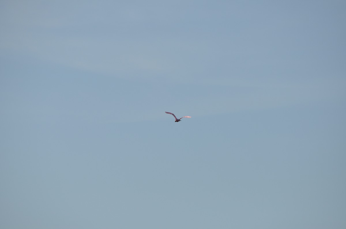 Roseate Spoonbill - Colin Giebner