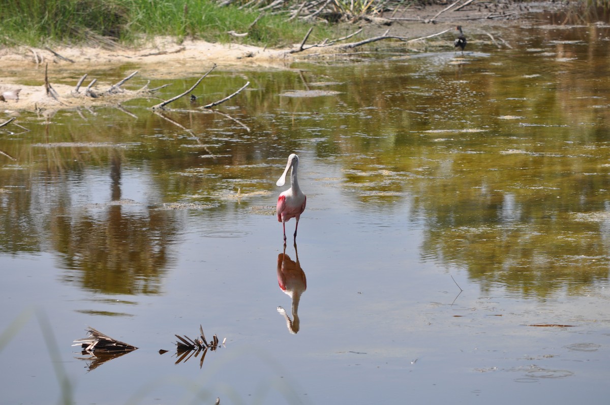 Roseate Spoonbill - Colin Giebner