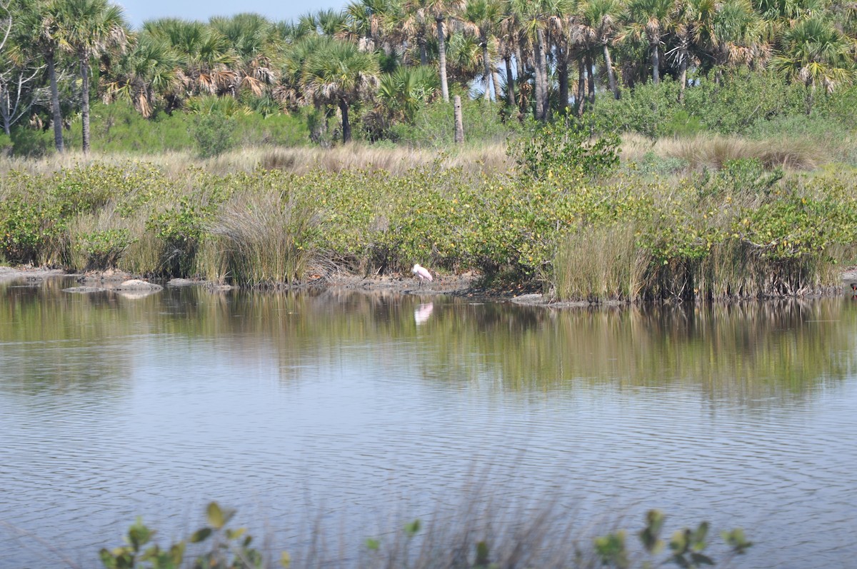 Roseate Spoonbill - Colin Giebner