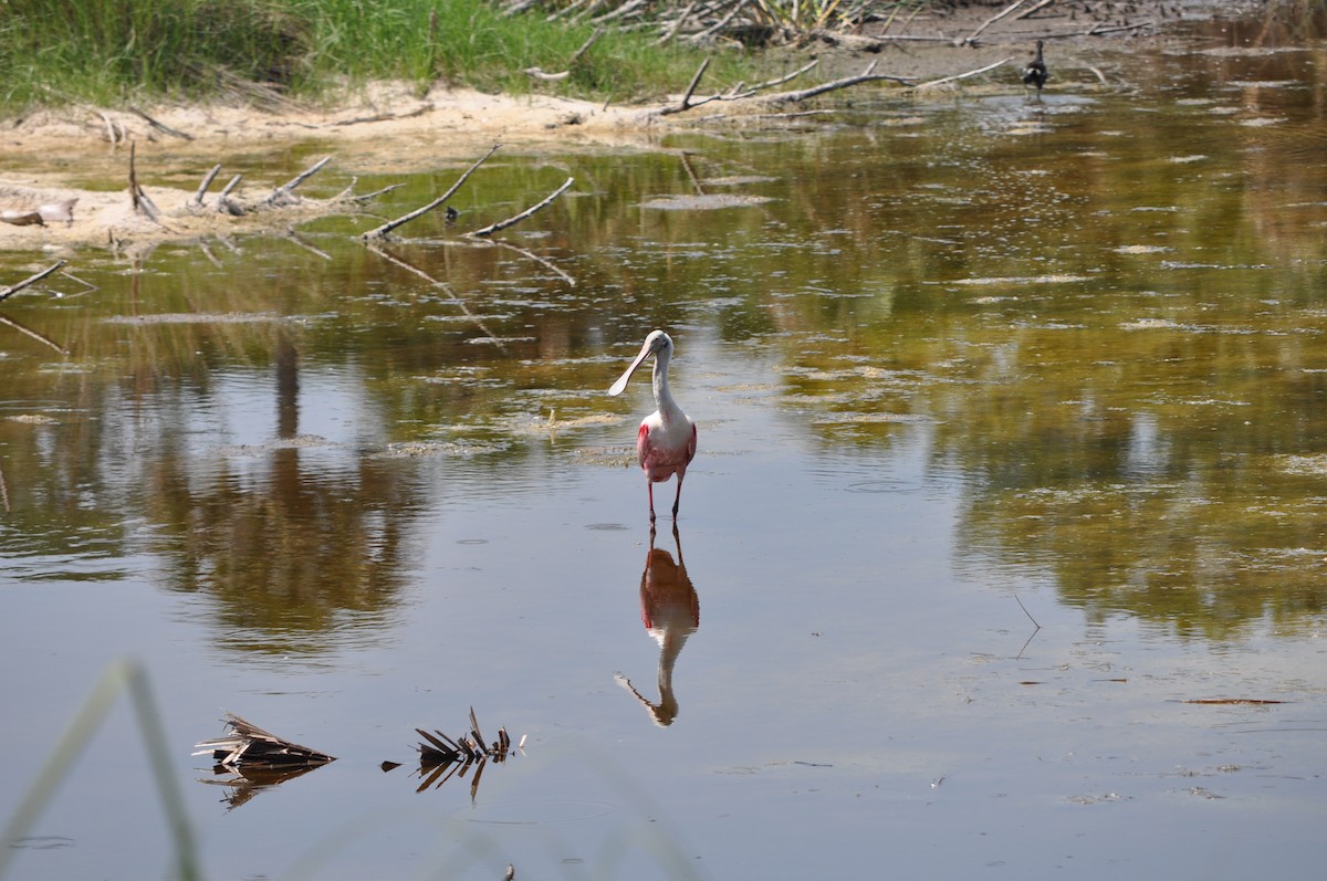 Roseate Spoonbill - Colin Giebner