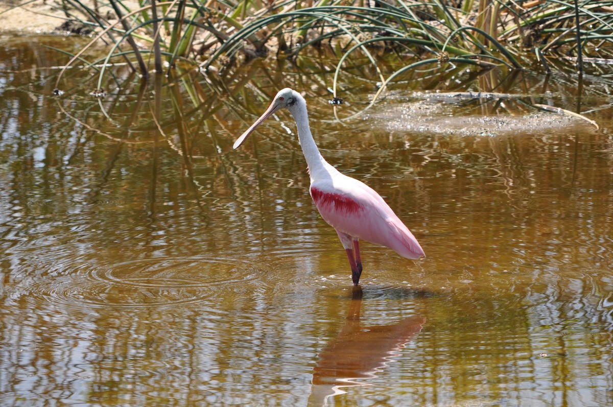 Roseate Spoonbill - Colin Giebner