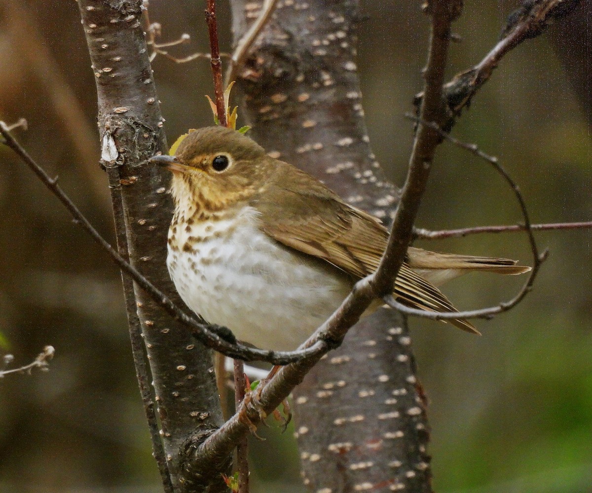 Swainson's Thrush - Manon Côté