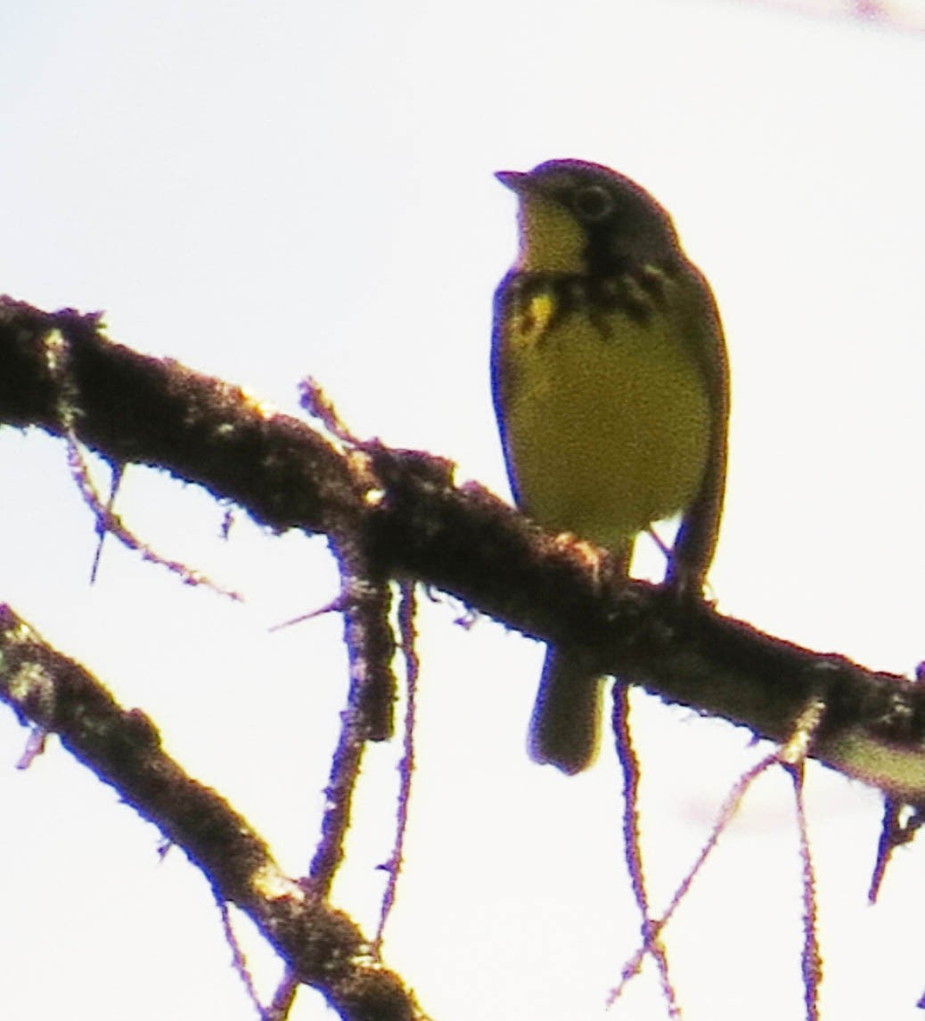 Canada Warbler - ML619527658