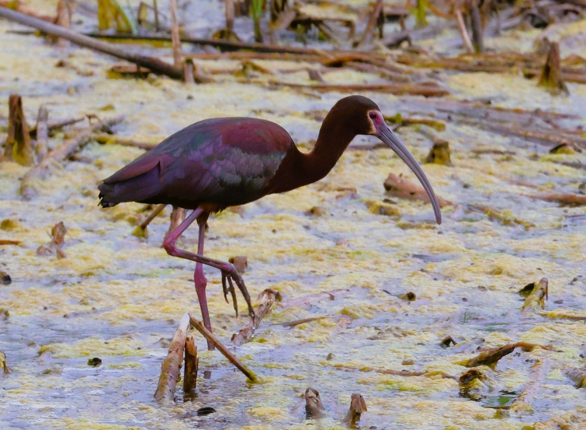 White-faced Ibis - ML619527659