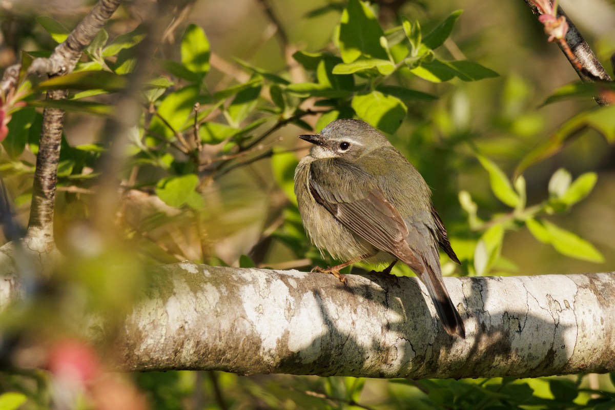 Black-throated Blue Warbler - Ken Janes