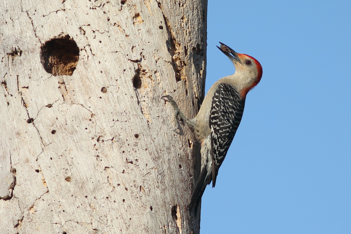 Red-bellied Woodpecker - Vince Capp