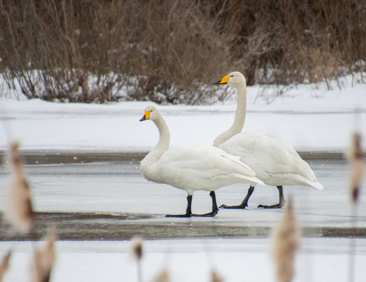 Whooper Swan - Mónica Thurman