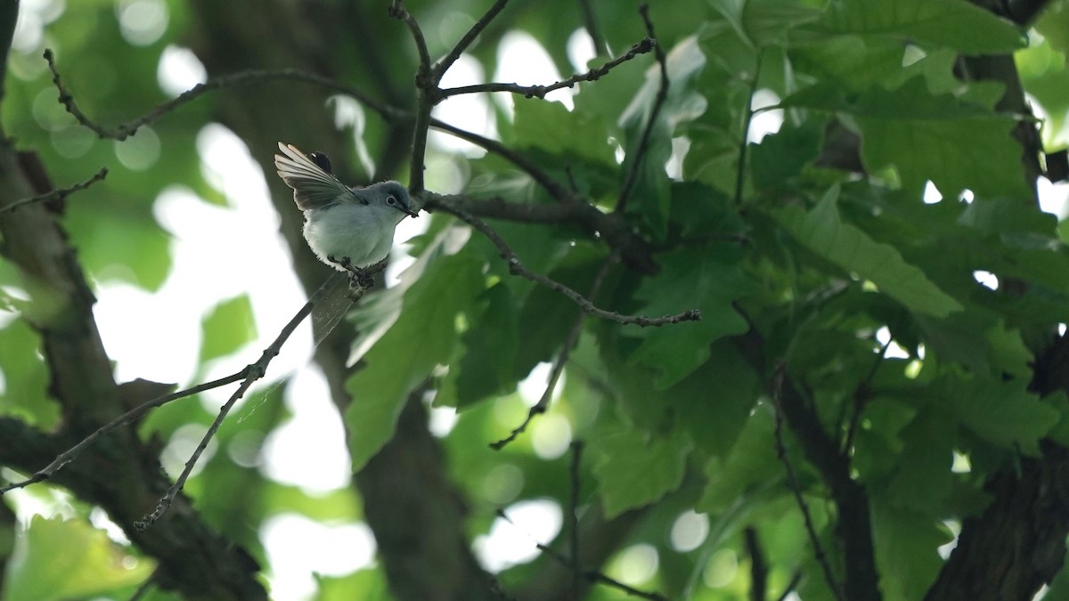 Blue-gray Gnatcatcher - Indira Thirkannad