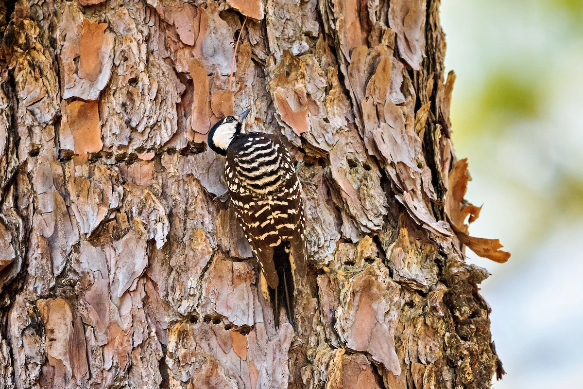 Red-cockaded Woodpecker - ML619527671