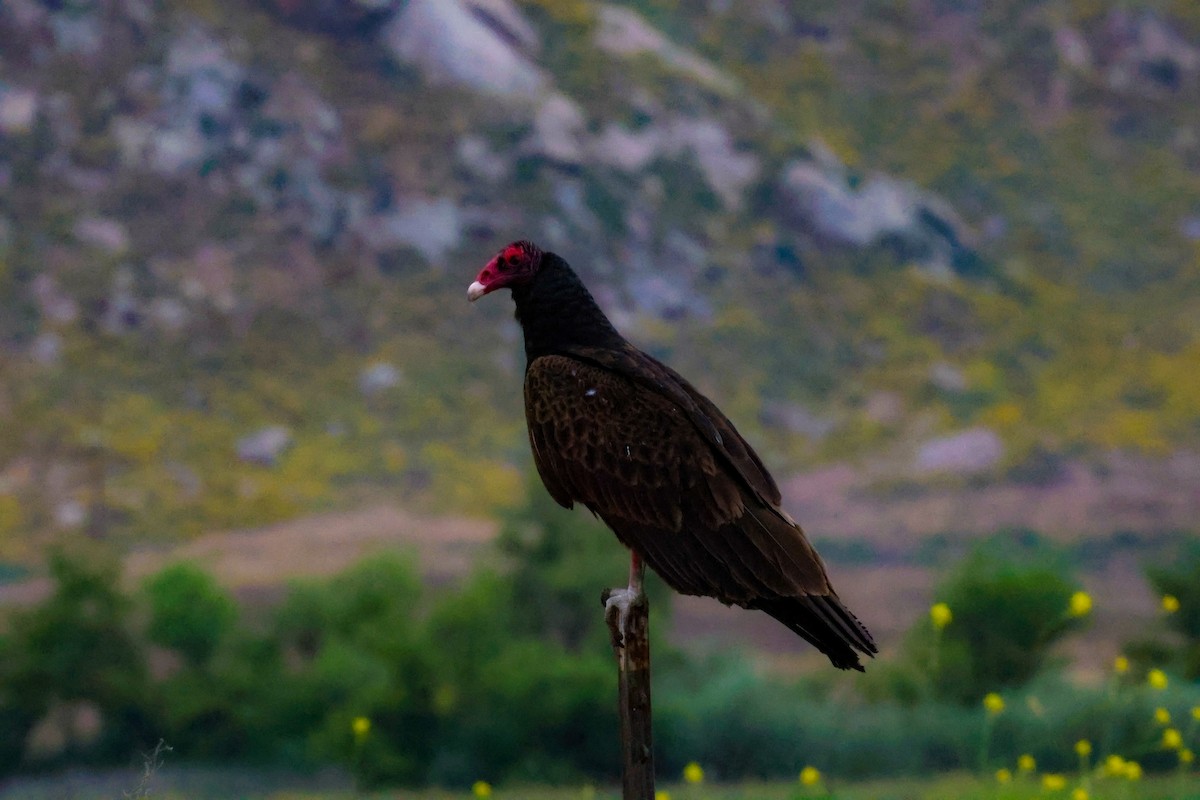 Turkey Vulture - Angela Kenny