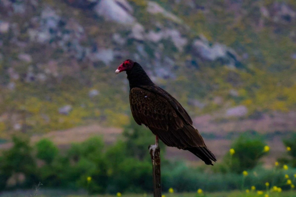 Turkey Vulture - ML619527672