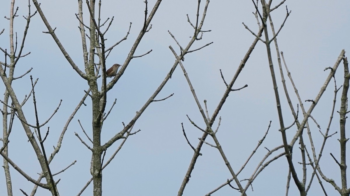 House Wren - Indira Thirkannad