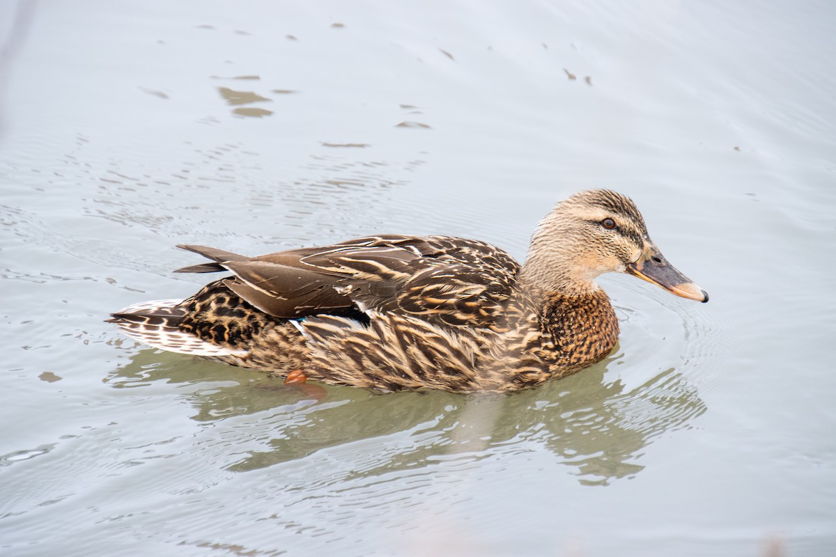 Mallard - Mónica Thurman