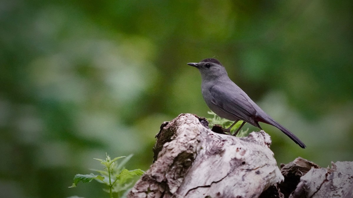 Gray Catbird - Indira Thirkannad