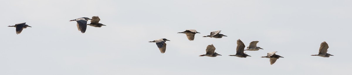 Black-crowned Night Heron - ML619527683