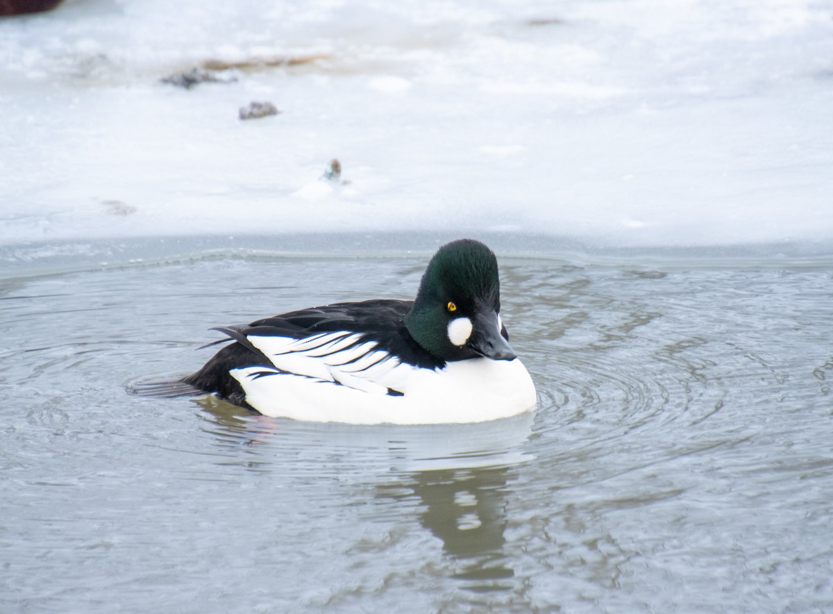 Common Goldeneye - Mónica Thurman