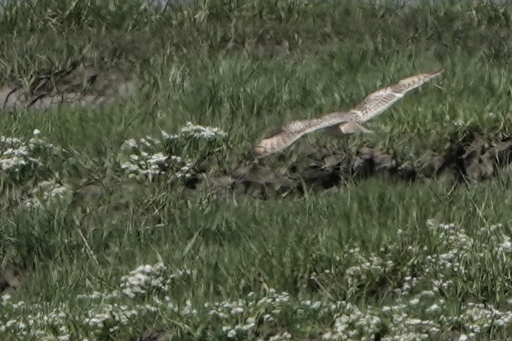 Short-eared Owl - David Oulsnam