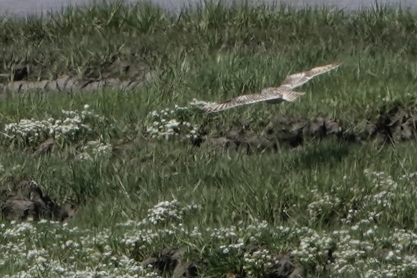 Short-eared Owl - David Oulsnam