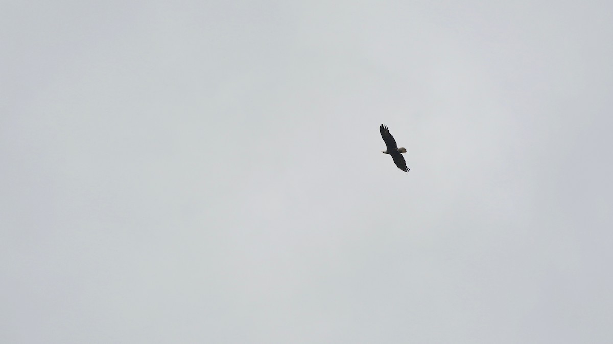 Bald Eagle - Indira Thirkannad