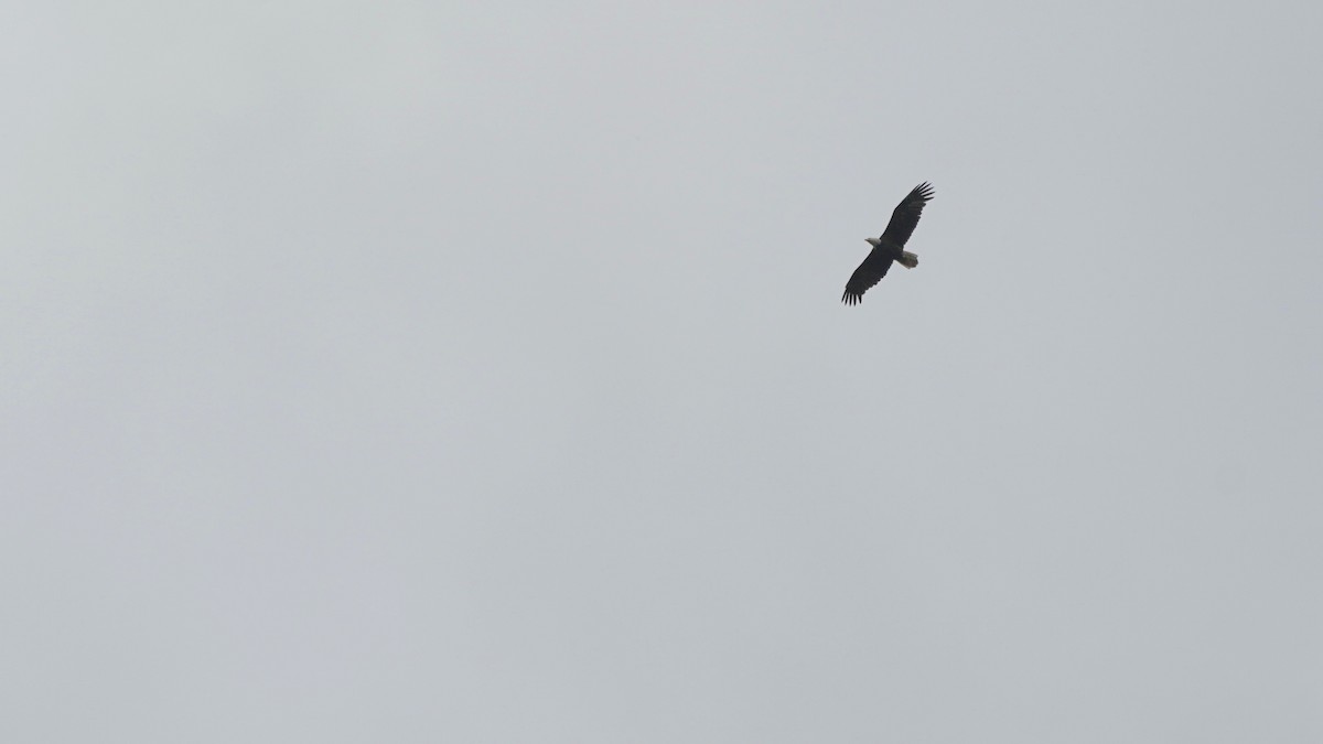 Bald Eagle - Indira Thirkannad