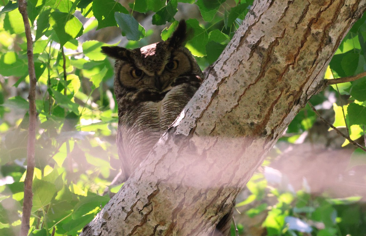 Great Horned Owl - Angela Kenny