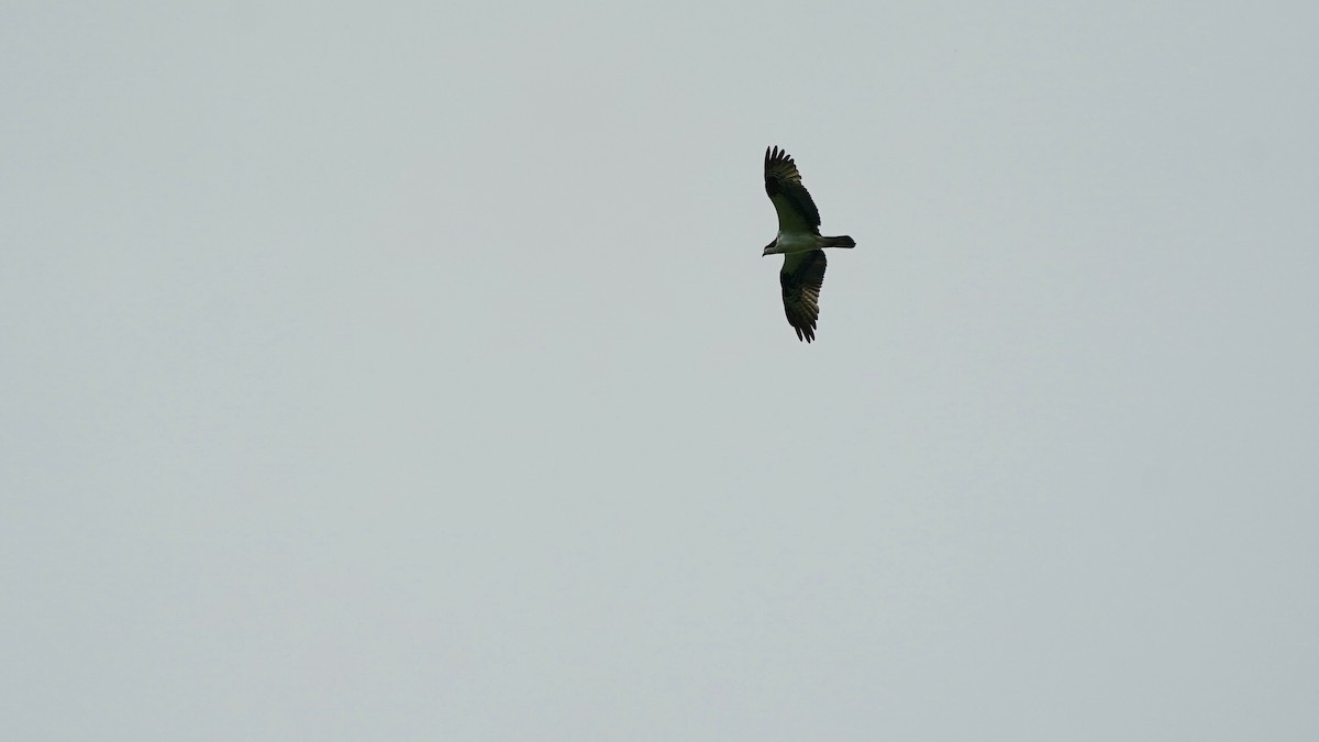 Osprey - Indira Thirkannad