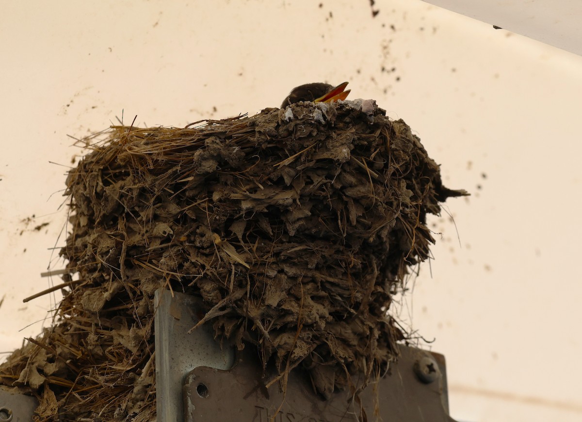 Black Phoebe - Angela Kenny