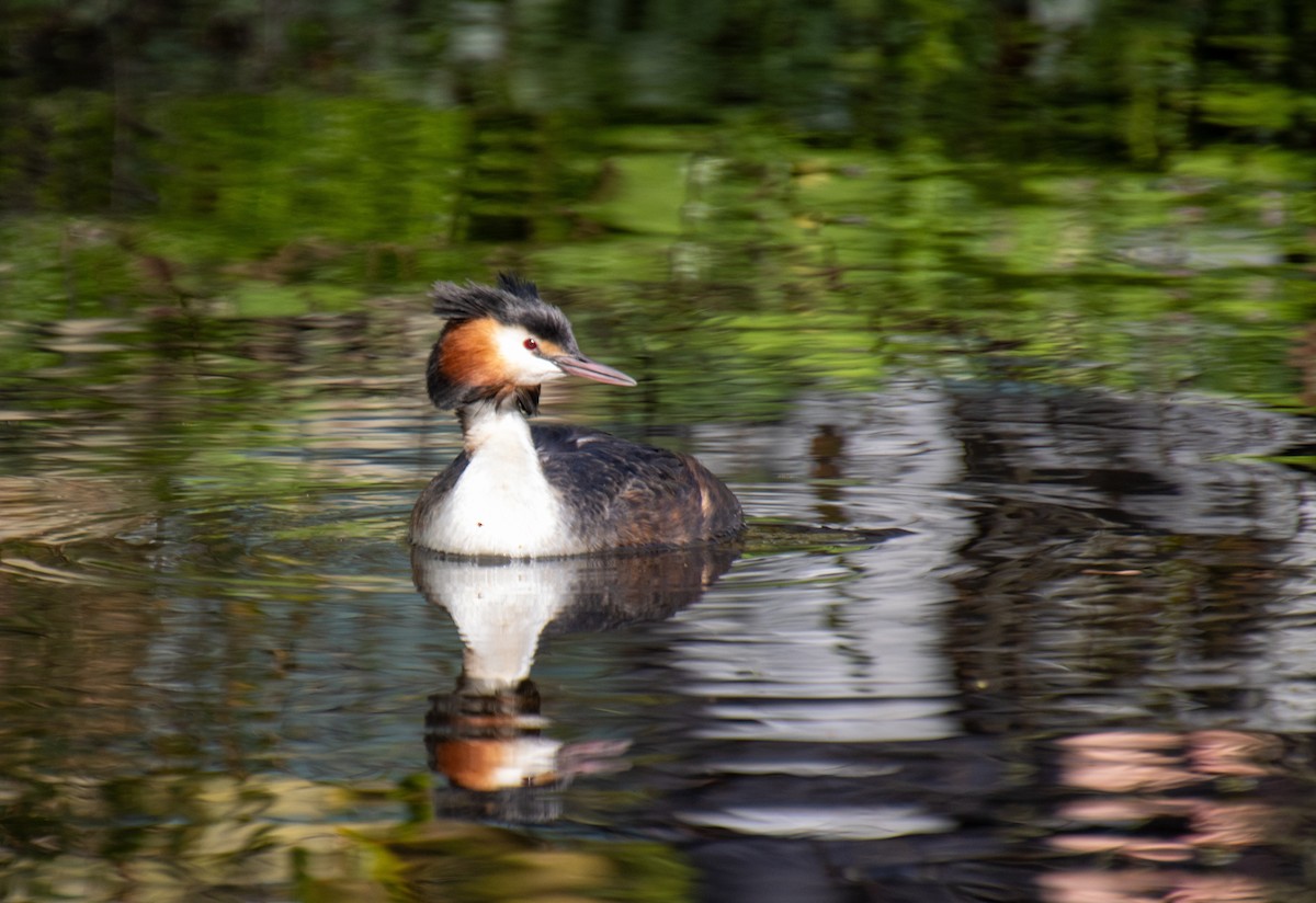 Great Crested Grebe - Mónica Thurman