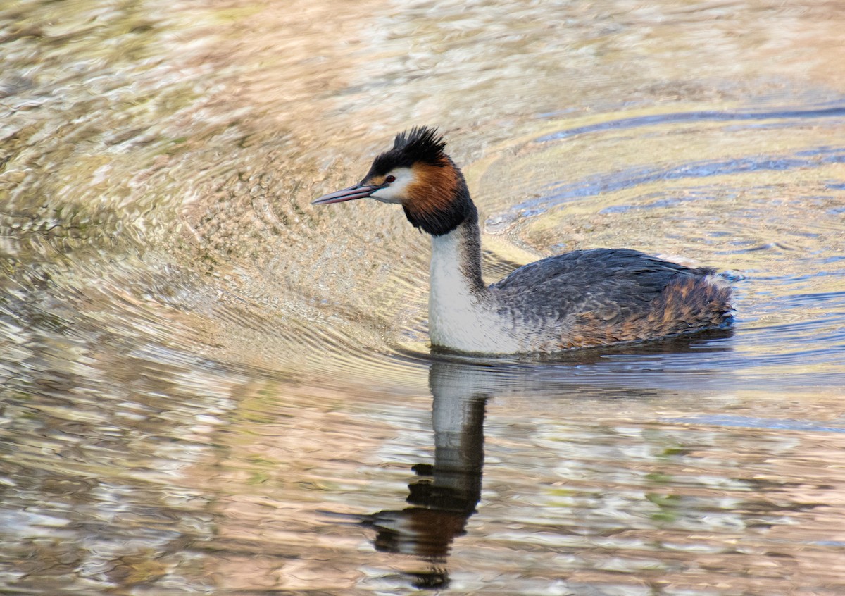 Great Crested Grebe - Mónica Thurman