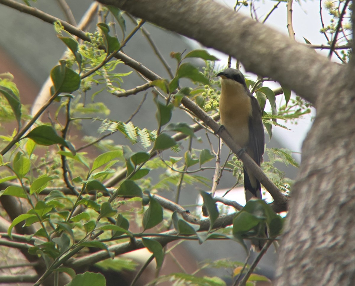 Mangrove Cuckoo - Cameron G Johnson