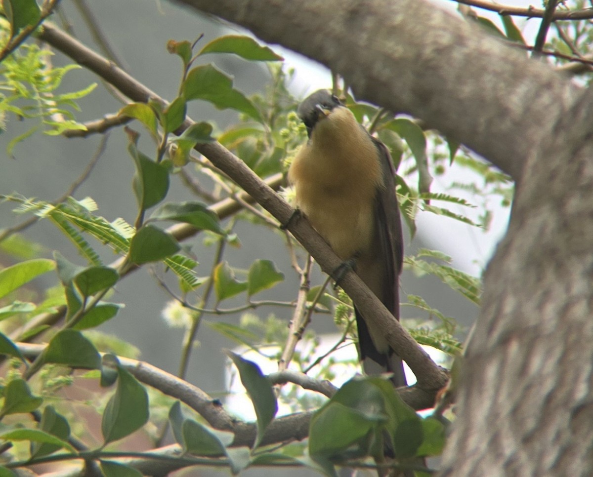 Mangrove Cuckoo - Cameron G Johnson