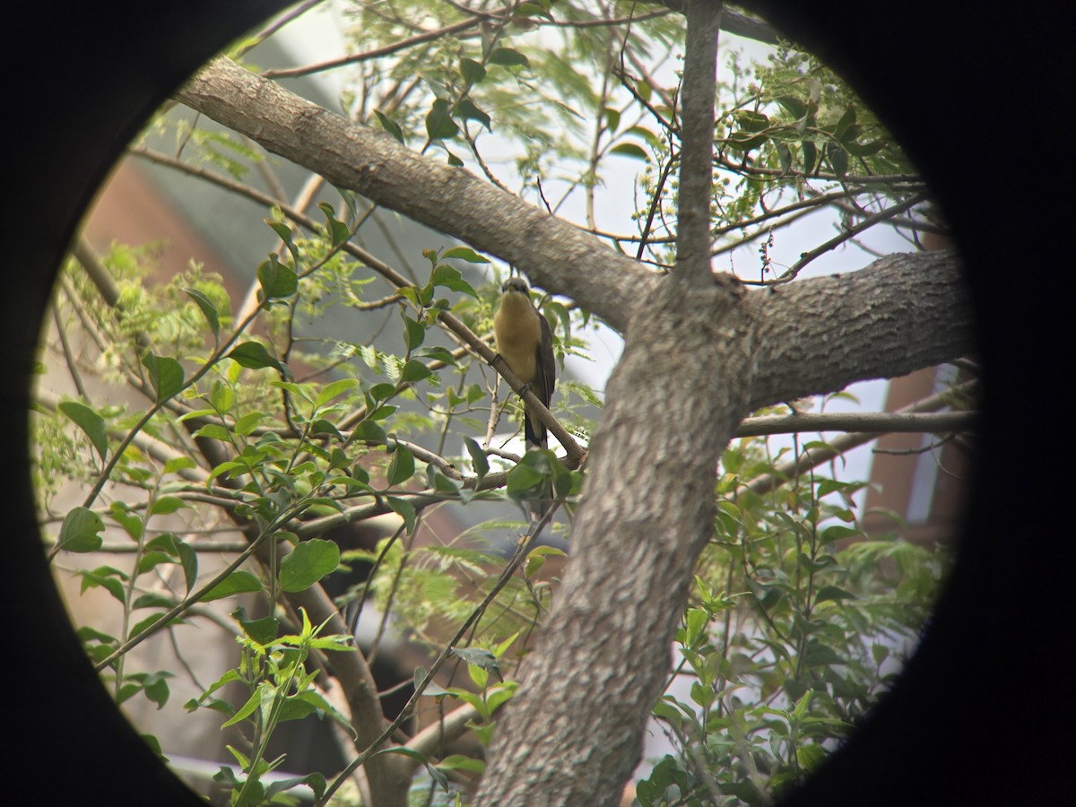 Mangrove Cuckoo - Cameron G Johnson