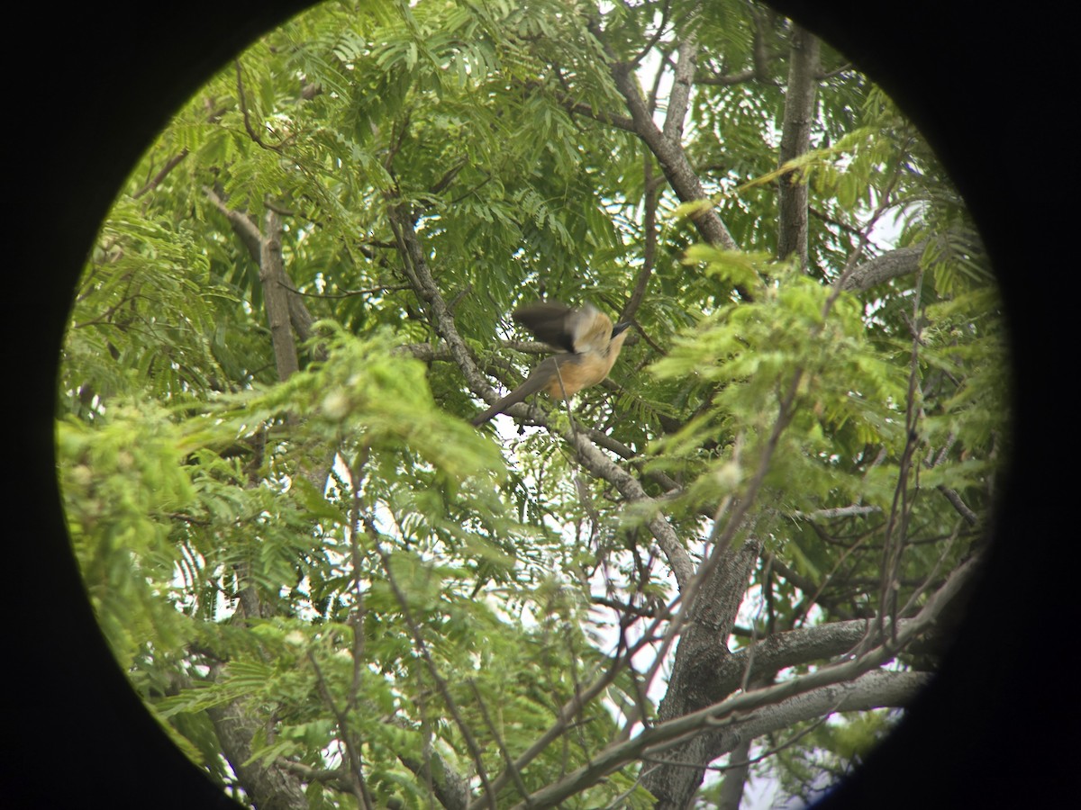 Mangrove Cuckoo - Cameron G Johnson