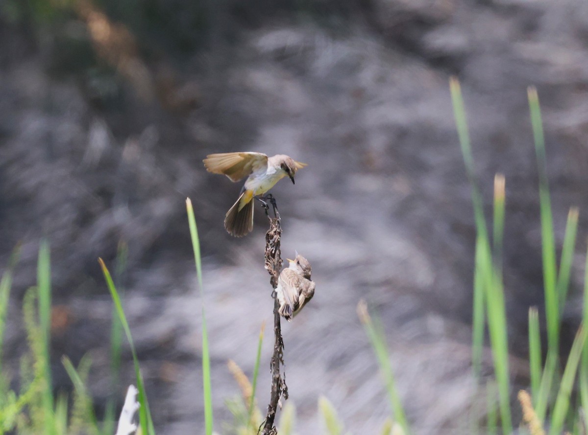 Vermilion Flycatcher - ML619527723