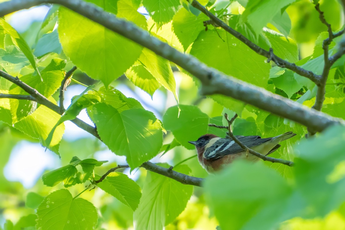 Bay-breasted Warbler - Roger Roy